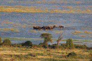 eles crossing