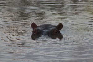 hippo