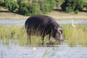 hippo out of water
