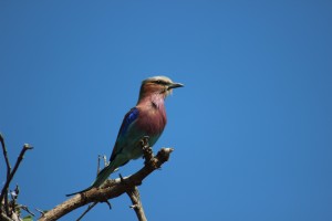 lilac breasted