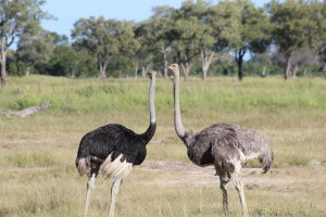 ostrich