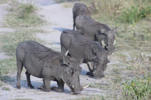 warthog