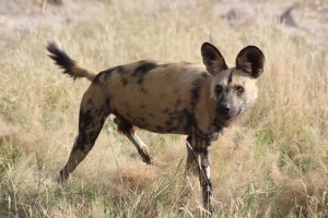 wild dog