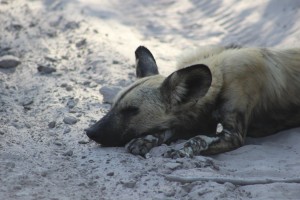 wild dog asleep