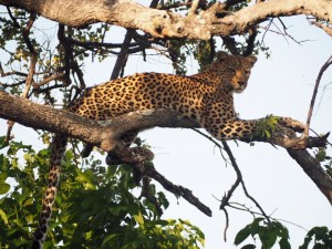 Leopard lazing in the treetops