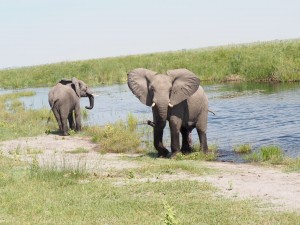 Elephants grazing