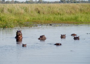 Hippos bathing