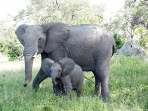 Mother & Baby Elephants