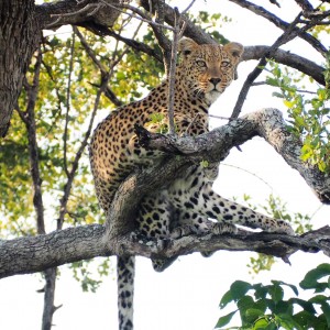 Leopard on the move