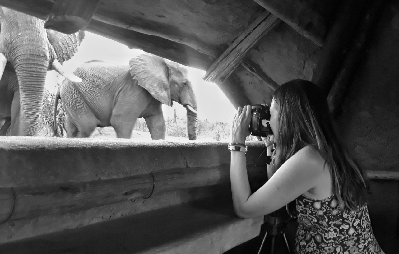 A Fly-On-The-Wall View of Wildlife At Victoria Falls