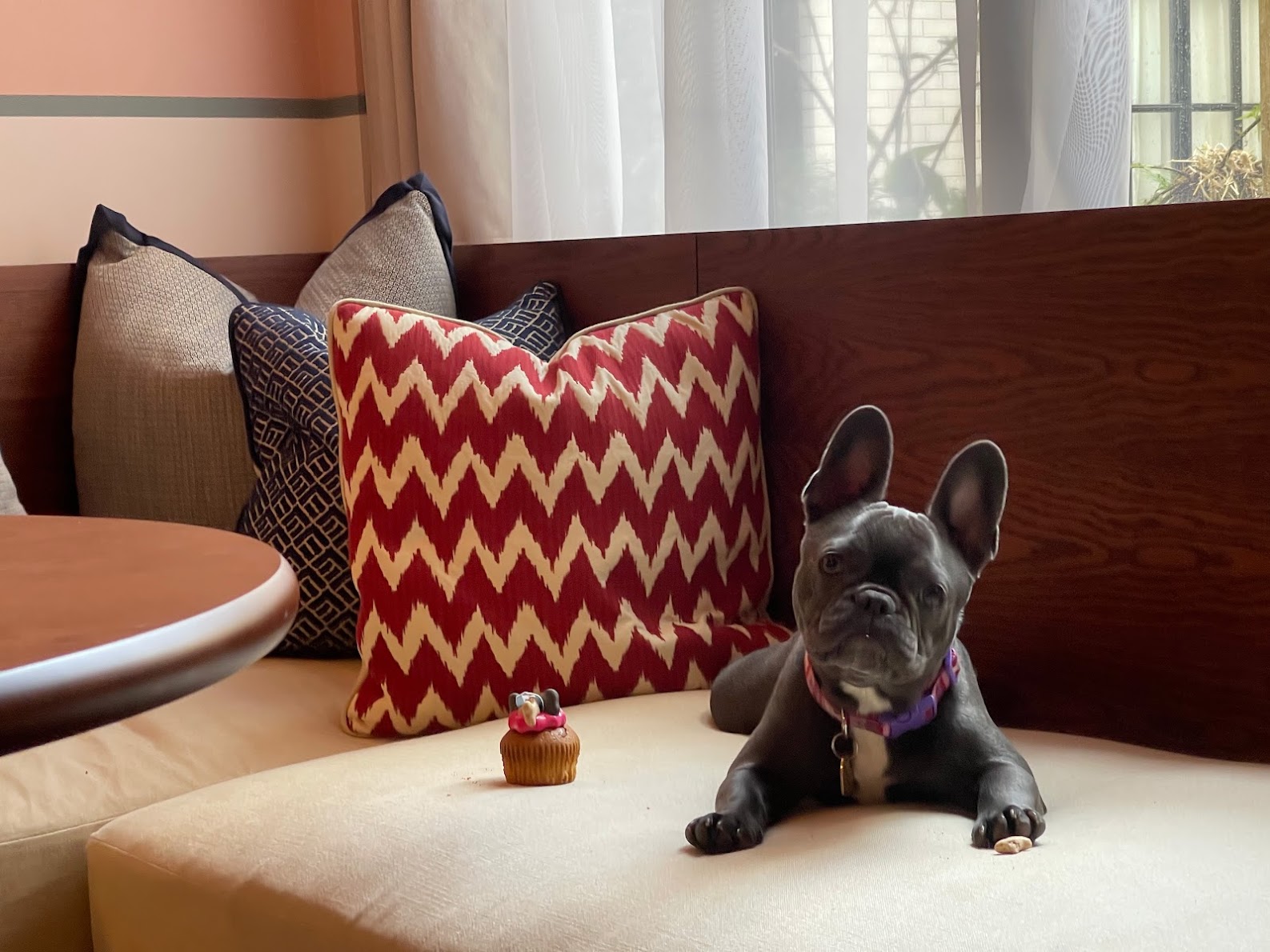 Four-legged friends check-in by paw print at room2 Chiswick